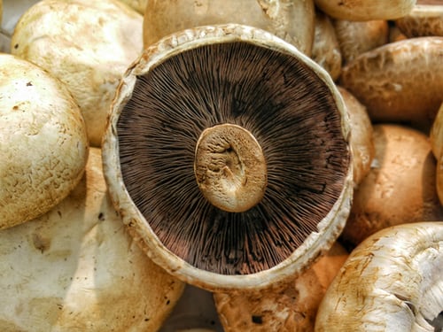 Proprietà nutrizionali dei funghi e calorie 